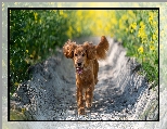 Łubin, Working cocker spaniel, Pies, Brązowy